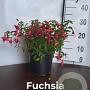 Fuchsia 'Tom Thumb' GM 2,0L