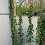 Hedera hibernica 125-150 cm 2,0L