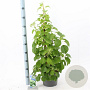 Hydrangea anomala petiolaris 60-70 cm 5,0L met stok