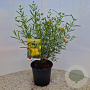 Hypericum kalmianum 'Gemo' 25-30 cm 2,0L