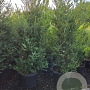 Ilex crenata 'Green Hedge' 200-225 cm cont. 90L