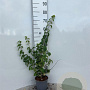 Lonicera xylosteum 30-40 cm 2,0L