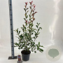 Photinia fraseri Louise 60-70 cm 5,0L