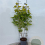 Physocarpus opulif. 'Dart's Gold' 60-80 cm 2,0L