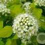 Physocarpus opulif. 'Luteus' 100-125 cm 5,0L