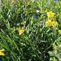 Hypericum kalmianum 'Gemo' GM 1.5