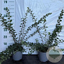 Spiraea nipp. 'Snowmound' 40-60 cm 2,0L