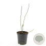 Itea virginica GM 1.5