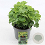 Alchemilla mollis GM 2,0L