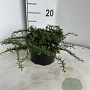 Aster ericoides 'Snowflurry' GM 2,0L
