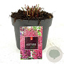 Astilbe (A) 'Fanal' GM 2,0L