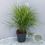 Carex muskingumensis GM 2,0L