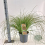 Carex testacea 'Prairie Fire' 30-40 cm 6,5L