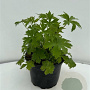 Delphinium (P) 'Black Knight' GM 2,0L