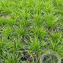 Deschampsia cespitosa GM 2,0L