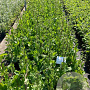 Eryngium planum GM 2,0L