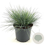 Festuca glauca 'Elijah Blue' 20-25 cm 2,0L
