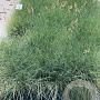 Festuca glauca 'Elijah Blue' GM 2,0L