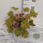 Heuchera 'Marmalade' GM 2,0L