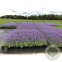 Nepeta faassenii Walkers low GM P9