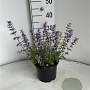 Nepeta 'Purssian Blue' GM 2,0L