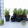 Pennisetum alopecuroides 25-30 cm 2,0L