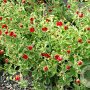 Potentilla atrosanguinea GM  P11