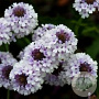Verbena rigida 'Polaris' GM 2,0L