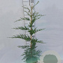 Cupressocyparis leylandii 80-100 cm 4,0L