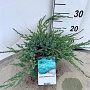 Juniperus squamata 'Blue Carpet' 30-40 cm 3,0L