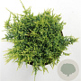 Juniperus squamata 'Holger' 30-40 cm 5,0L
