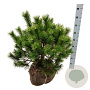 Pinus mugo 50-60 cm met kluit extra