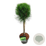 Pinus nigra Summer Breeze 40 cm stam 4,5L