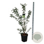Acer griseum 125-150 cm 30L extra