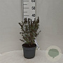 Buddleja d. 'Summer Bird White' 30-40 cm 3,0L