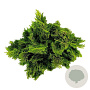 Chamaecyparis o. 'Nana Aurea' 60 cm stam 15L