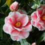 Camellia 'Oki-no-nami' 150-175 cm 45L meerstammig