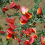 Cytisus 'Burkwoodii' 40-50 cm 3,0L