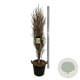 Frangula alnus Fine Line 125-150 cm cont. 55L extra