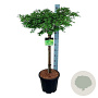 Metasequoia gl. 'Miss Grace' 60 cm stam 15L