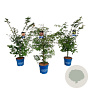 Mixlaag Acer palmatum veredeld 125-150 cm 15L