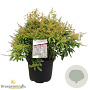 Pieris jap. 'Valley Rose' 40-50 cm 10L