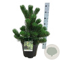Pinus nigra 'Oregon Green' 50-60 cm 7,5L