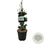 Pinus parv. 'Negishi' 60-80 cm 15L