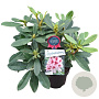 Rhododendron Belami 30-40 cm 5,0L struik