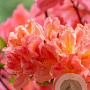 Rhododendron (AK) 'Berryrose' 40 cm 5,0L