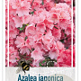 Rhododendron (AJ) 'Blaauw's Pink' 50-60 cm 20L