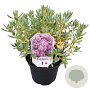Rhododendron 'Blue Silver' 25-30 cm 3,5L