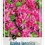 Rhododendron (AJ) 'Fumiko' 20-25 cm 2,0L
