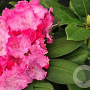 Rhododendron 'Germania' 80-100 cm cont. 80L